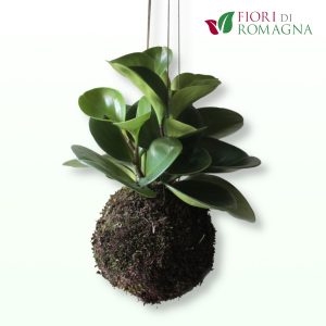 Peperomia