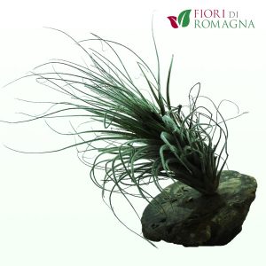 TILLANDSIAS Till-caracol-001